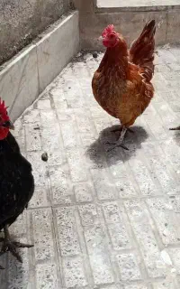 مرغ محلی تخم گذاربشرط کرچ شو