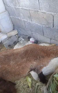بره