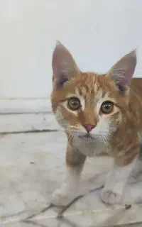 گمشده
