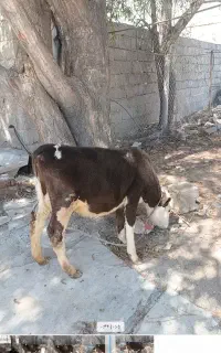 گوساله سمینتال ماده اصل شیری خوش خوراک