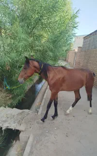 کره اسب ترکمن