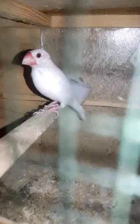 فنچ نرگس