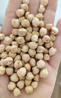 نخود 10 گونی