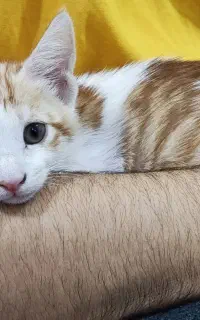 واگذاری گربه دو ماهه dsh