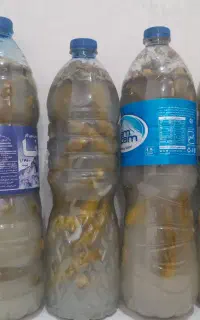 خیارشور