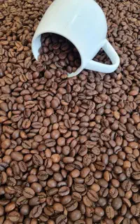 فروش دان قهوه کیفیت درجه یک