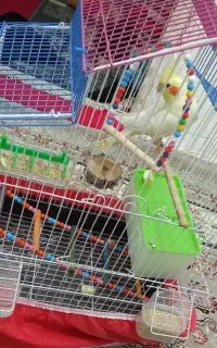 عروس هلندی