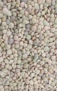 عدس درجه یک رباط