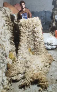 پشم فروشی خیری