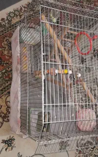 قفس پرنده