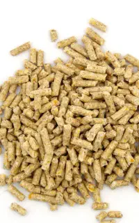 میان دان جوجه