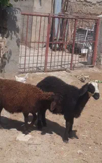 گوسفند