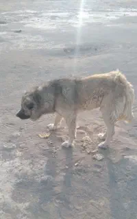 سگ نر قدر جونی.هیکل درشت.
