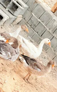 غاز