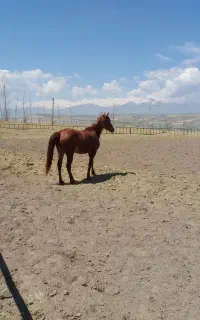 اسب کرد اصیل