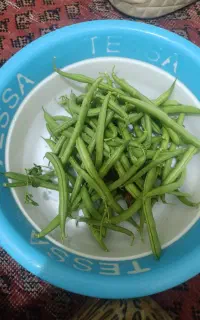 لوبیا سبز روستای کپرگه