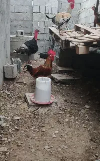 خروس