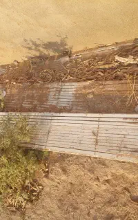 درب اکاردوئونی