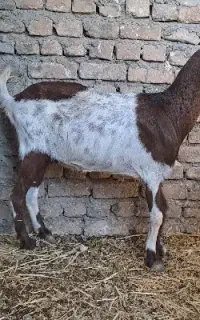 بز بز