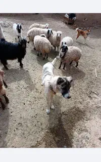 سگ خراسانی