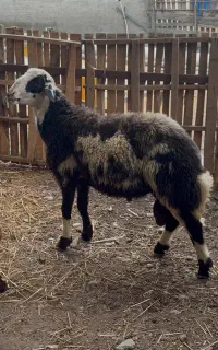 قوچ خال سیاه پلنگی بروجردی