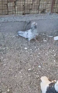 سار نر