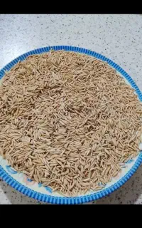 برنج فجر