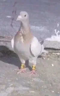 ماده کرم زرد سوسنی زرد