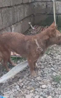 سگ پا کوتاه ماده