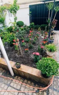 خدمات باغبانی ارسکاری کوددهی گلکاری تعویض خاکگلدون