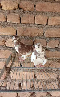 کفتر پرشی