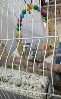 فروش عروس هلندی یک جفت سخنگو