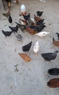 جوجه