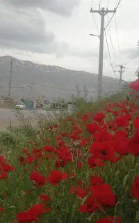 عسل گون و آویشن