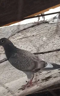 کفتر