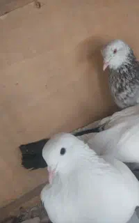 کفتر تهرانی و شهرستانی