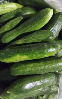 خیارولوبیا