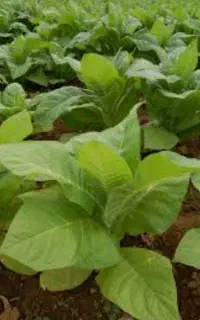 برگ خوب وبامزه