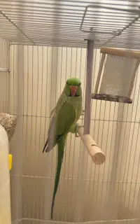 طوطی ملنگونر