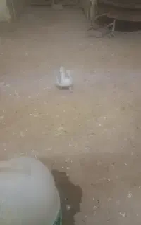 کبوتر