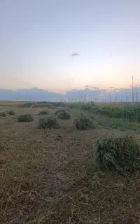 یونجه تازه و خالص