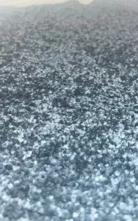 موکت (پالاز موکت)
