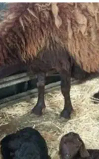 بره نر
