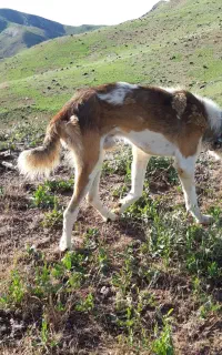 سگ گله ای
