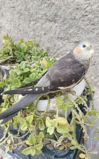 عروس هلندی گمشده