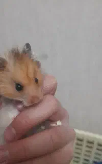 همستر پشمالو