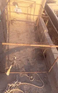 قفس فروشی