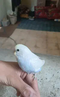 دو عدد مرغ عشق ماده رنگین کمانی