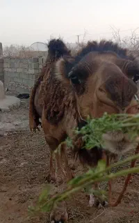 شتر ماده یک زه