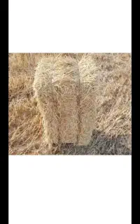 پرس گندم